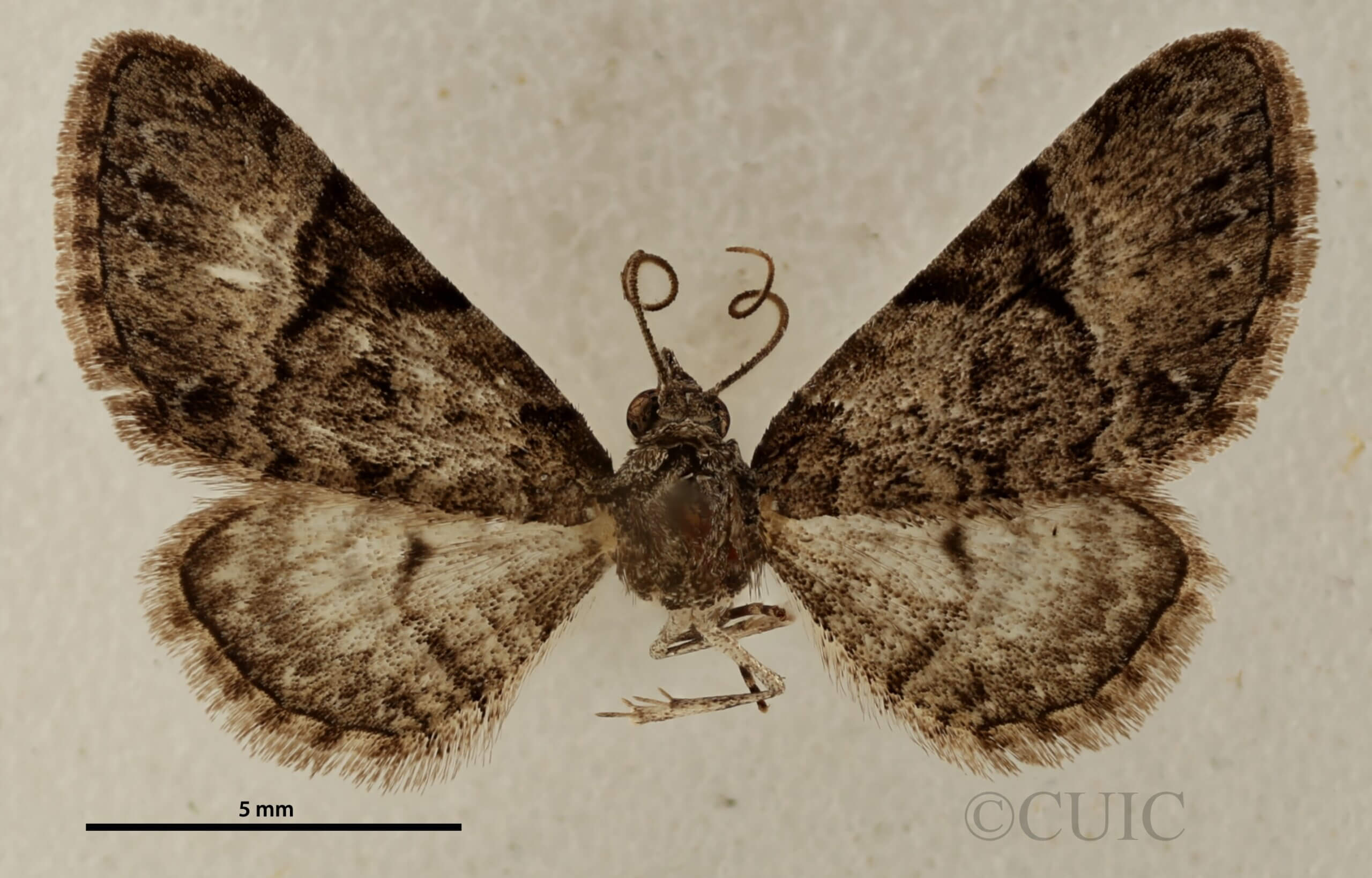 dorsal view of adult Eupithecia edna
