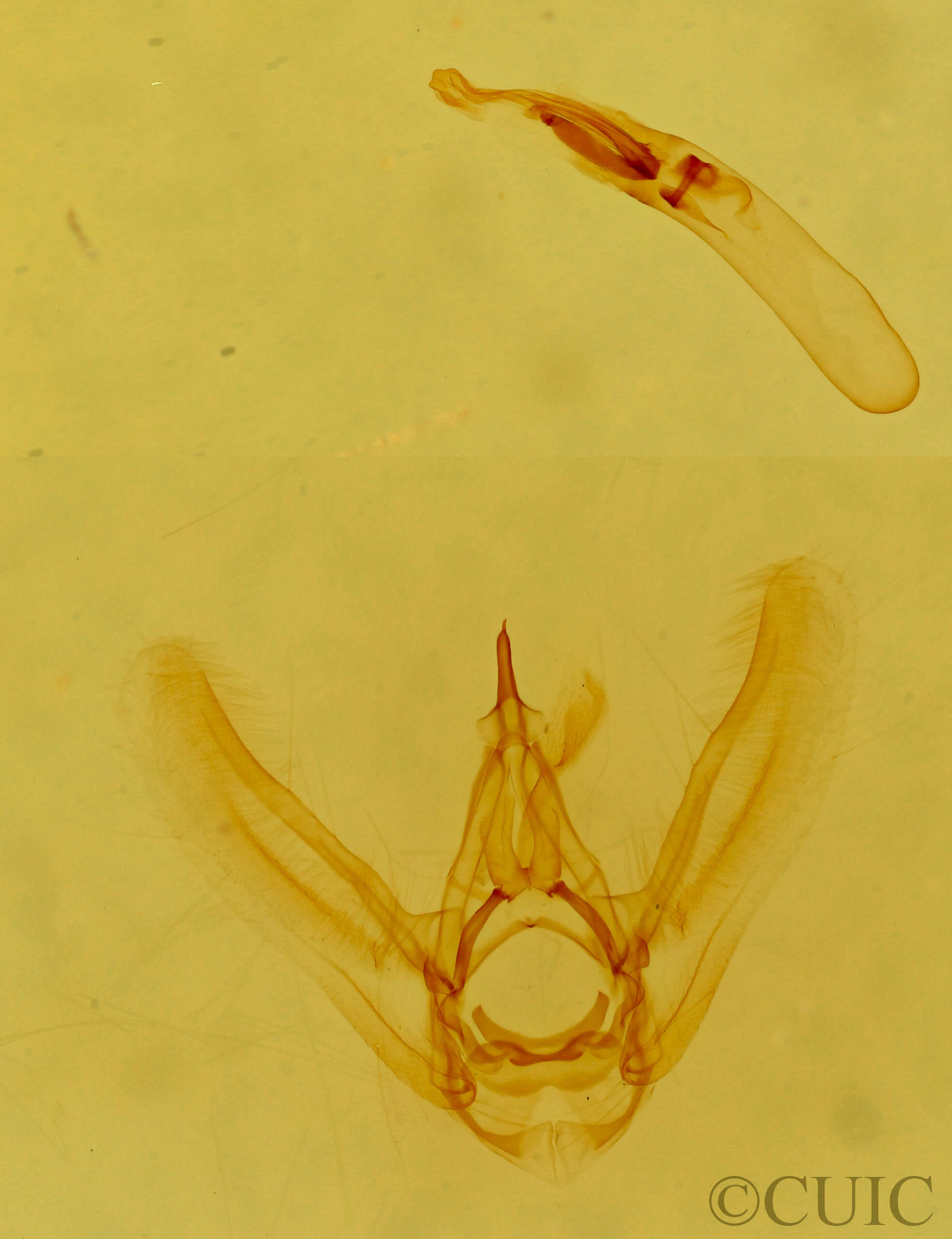 genitalia view of adult Eupithecia edna