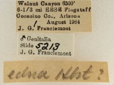 label view of adult Eupithecia edna