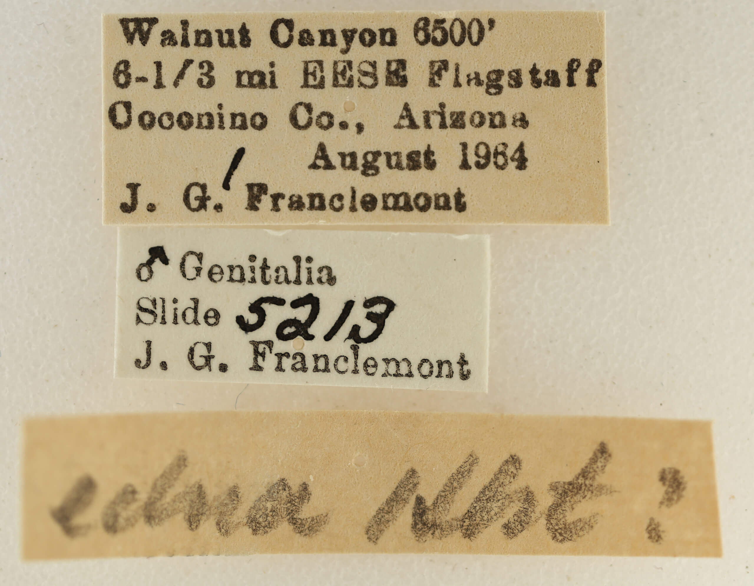 label view of adult Eupithecia edna