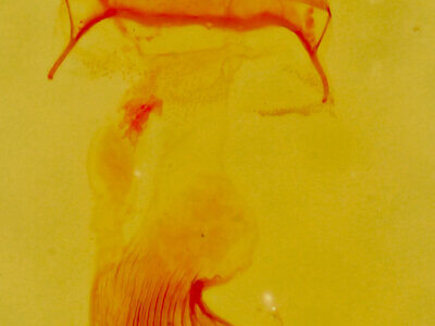 genitalia view of adult Eupithecia edna