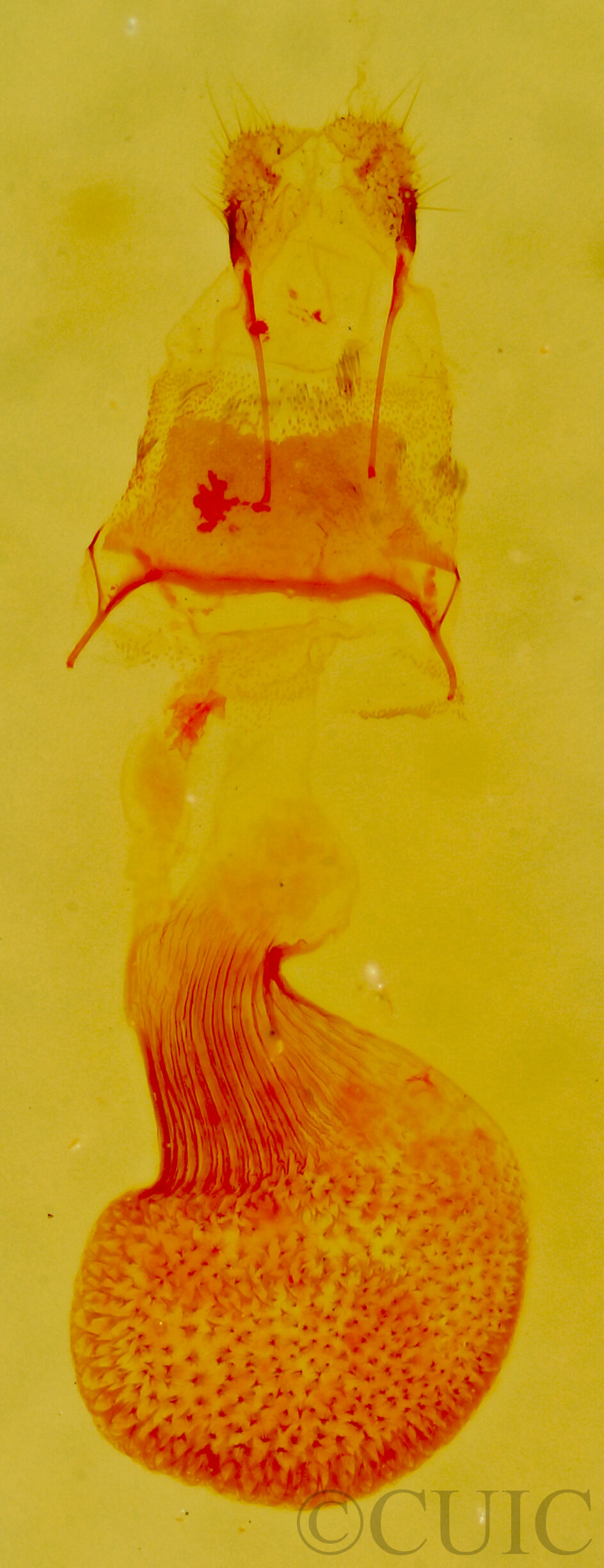 genitalia view of adult Eupithecia edna