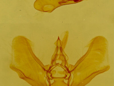 genitalia view of adult Eupithecia biedermanata