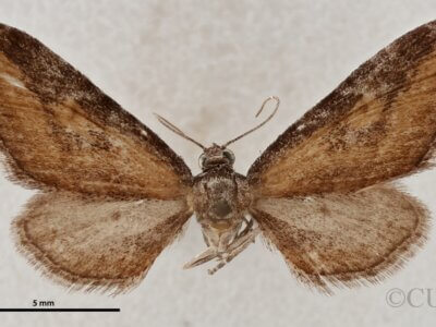 dorsal view of adult Eupithecia biedermanata