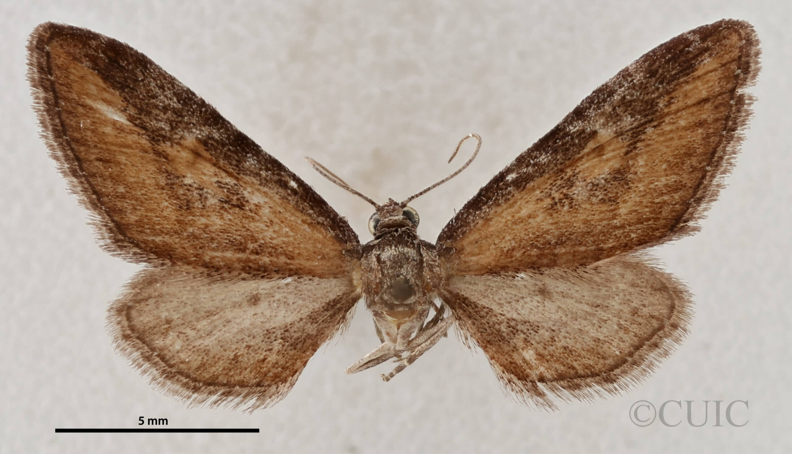 dorsal view of adult Eupithecia biedermanata
