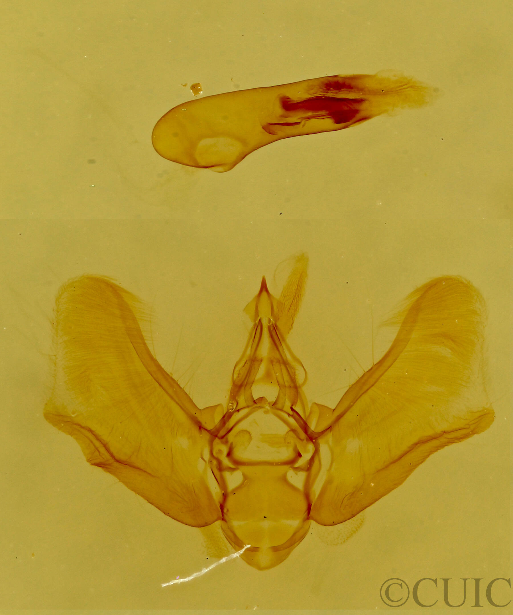 genitalia view of adult Eupithecia biedermanata