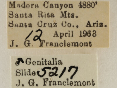 label view of adult Eupithecia biedermanata