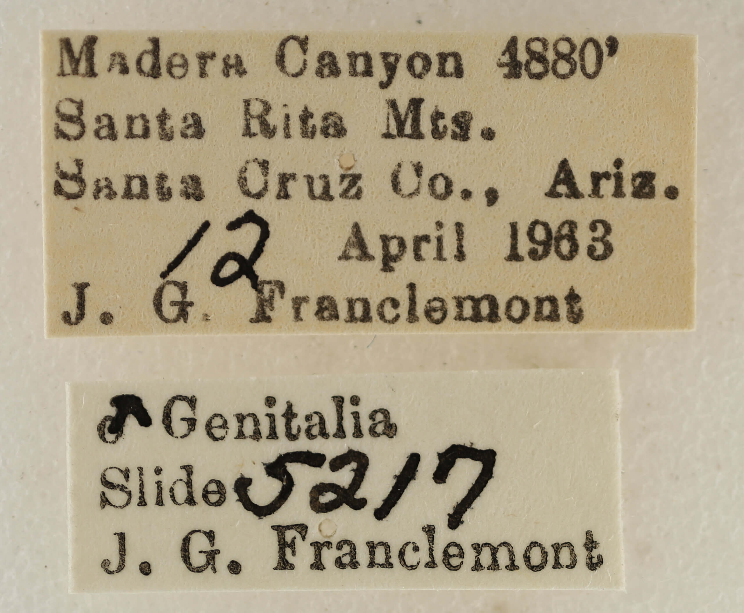 label view of adult Eupithecia biedermanata