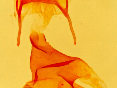 genitalia view of adult Eupithecia biedermanata