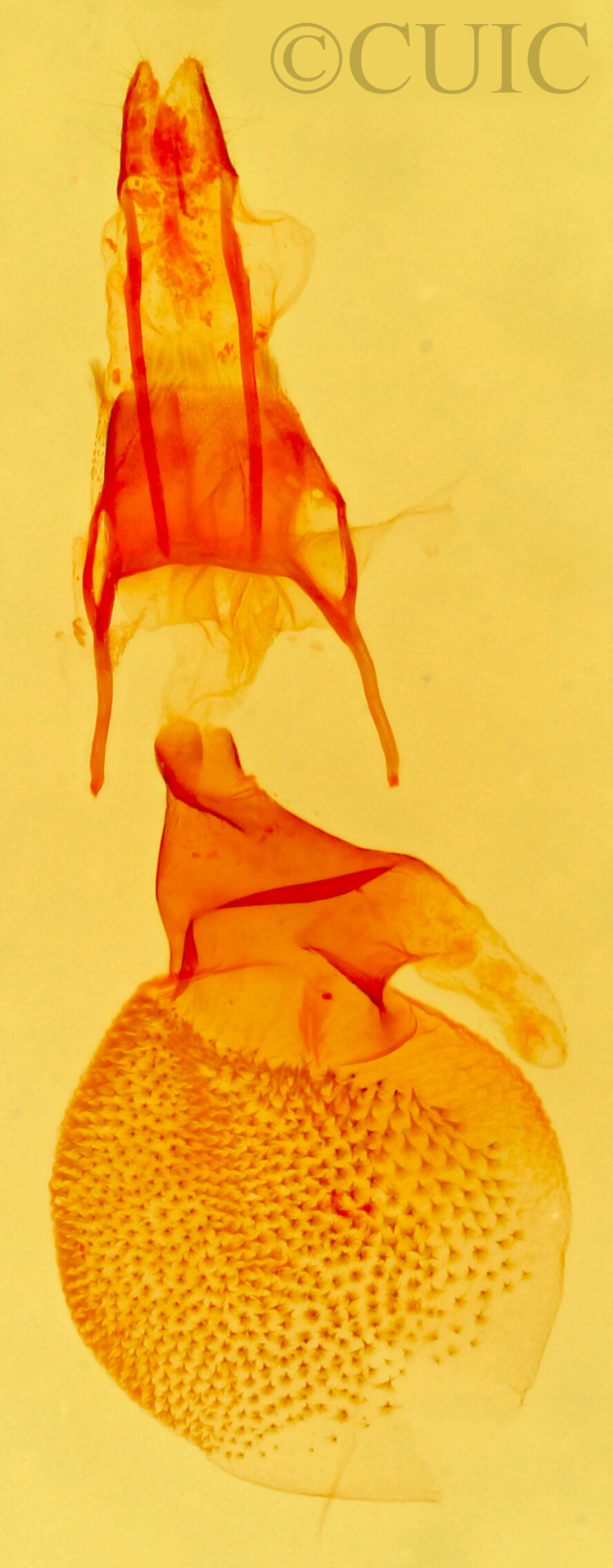 genitalia view of adult Eupithecia biedermanata