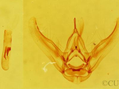 genitalia view of adult Eupithecia albimontanata