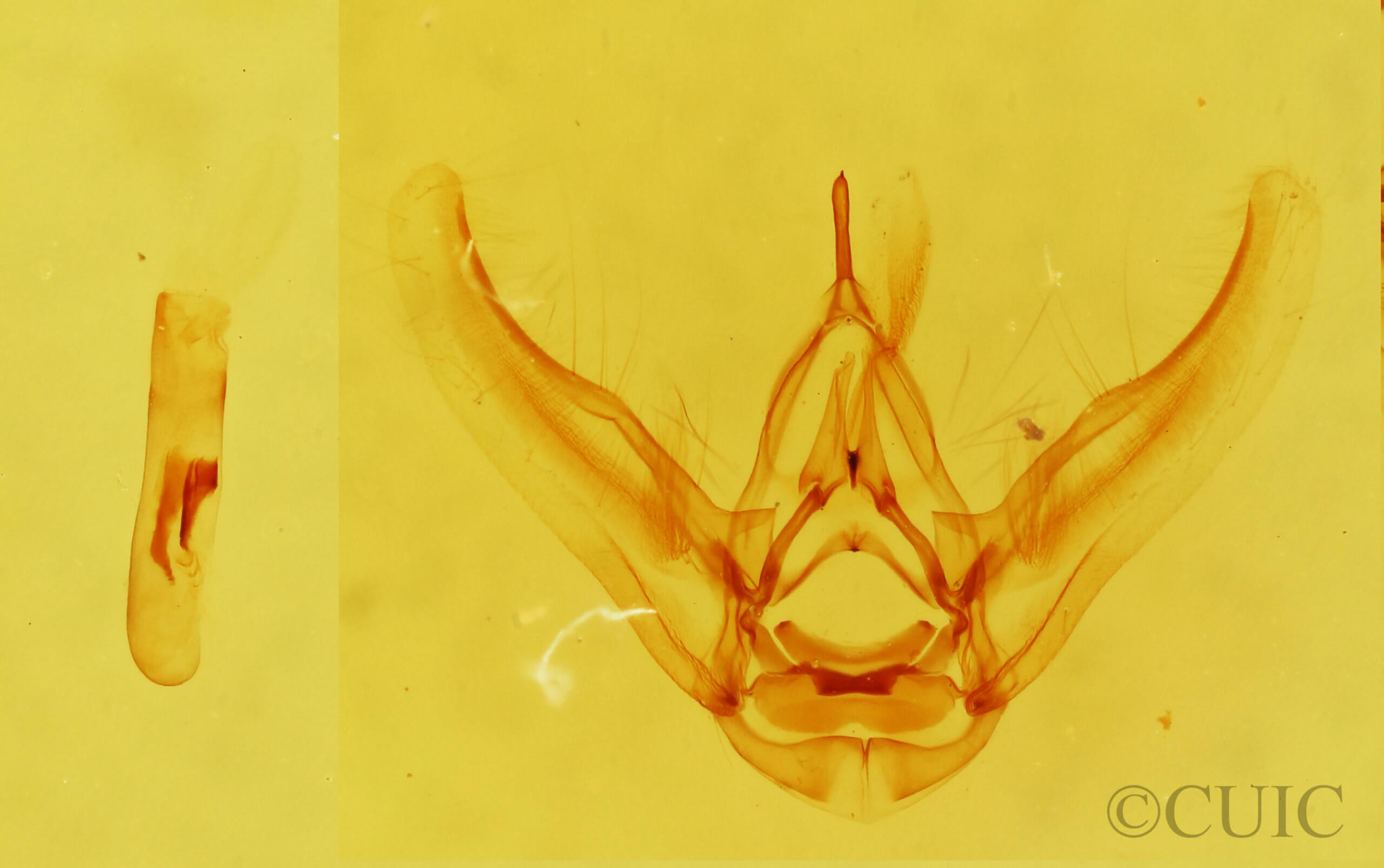 genitalia view of adult Eupithecia albimontanata