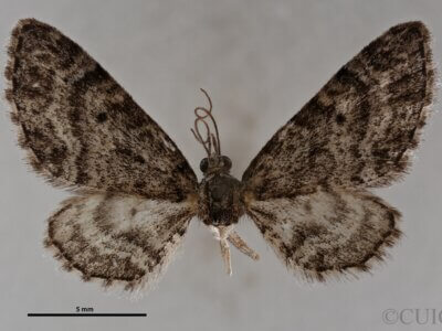 dorsal view of adult Eupithecia albimontanata