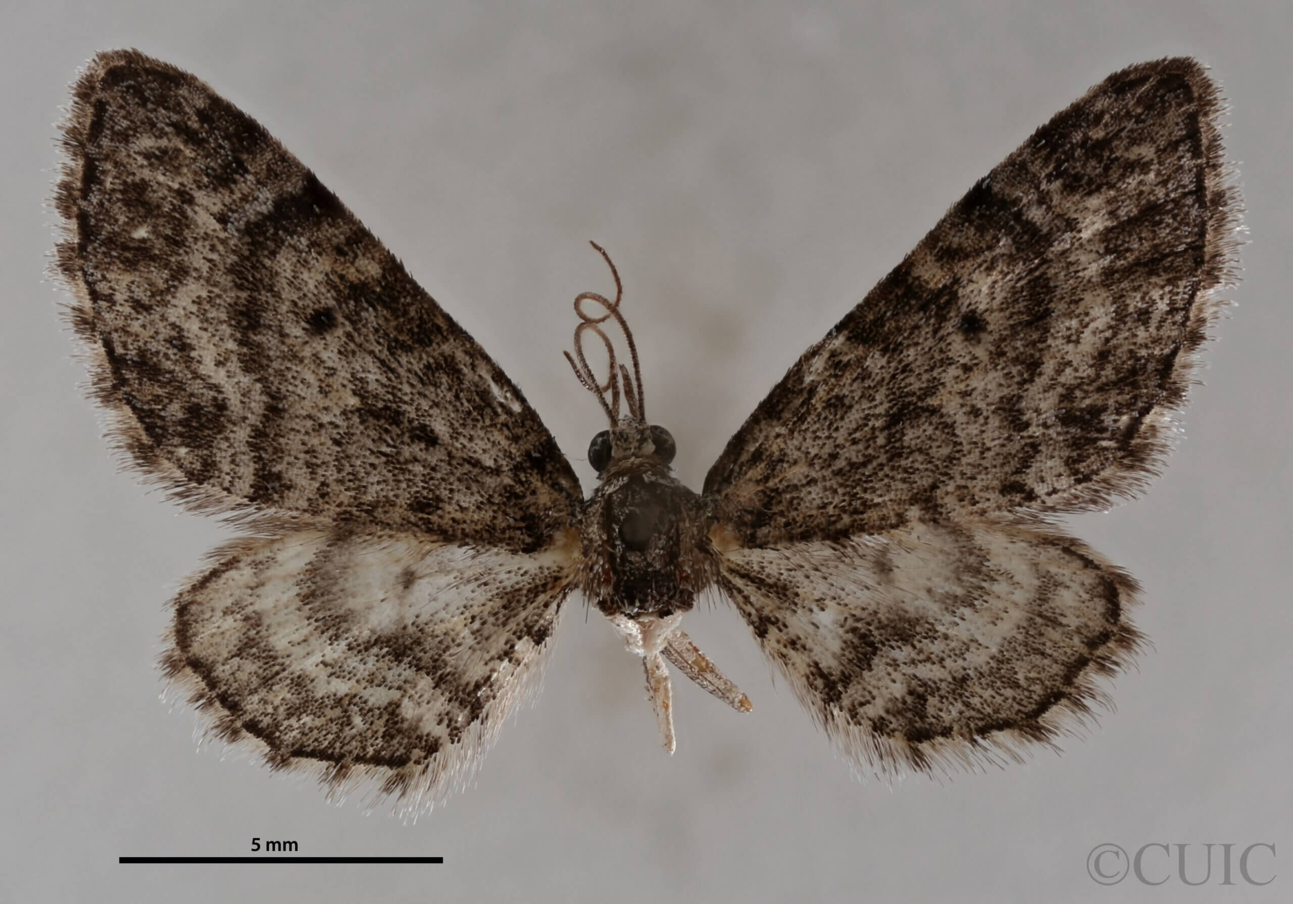 dorsal view of adult Eupithecia albimontanata