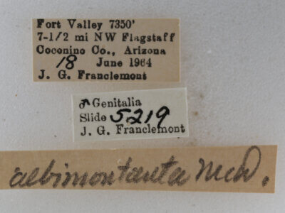 label view of adult Eupithecia albimontanata