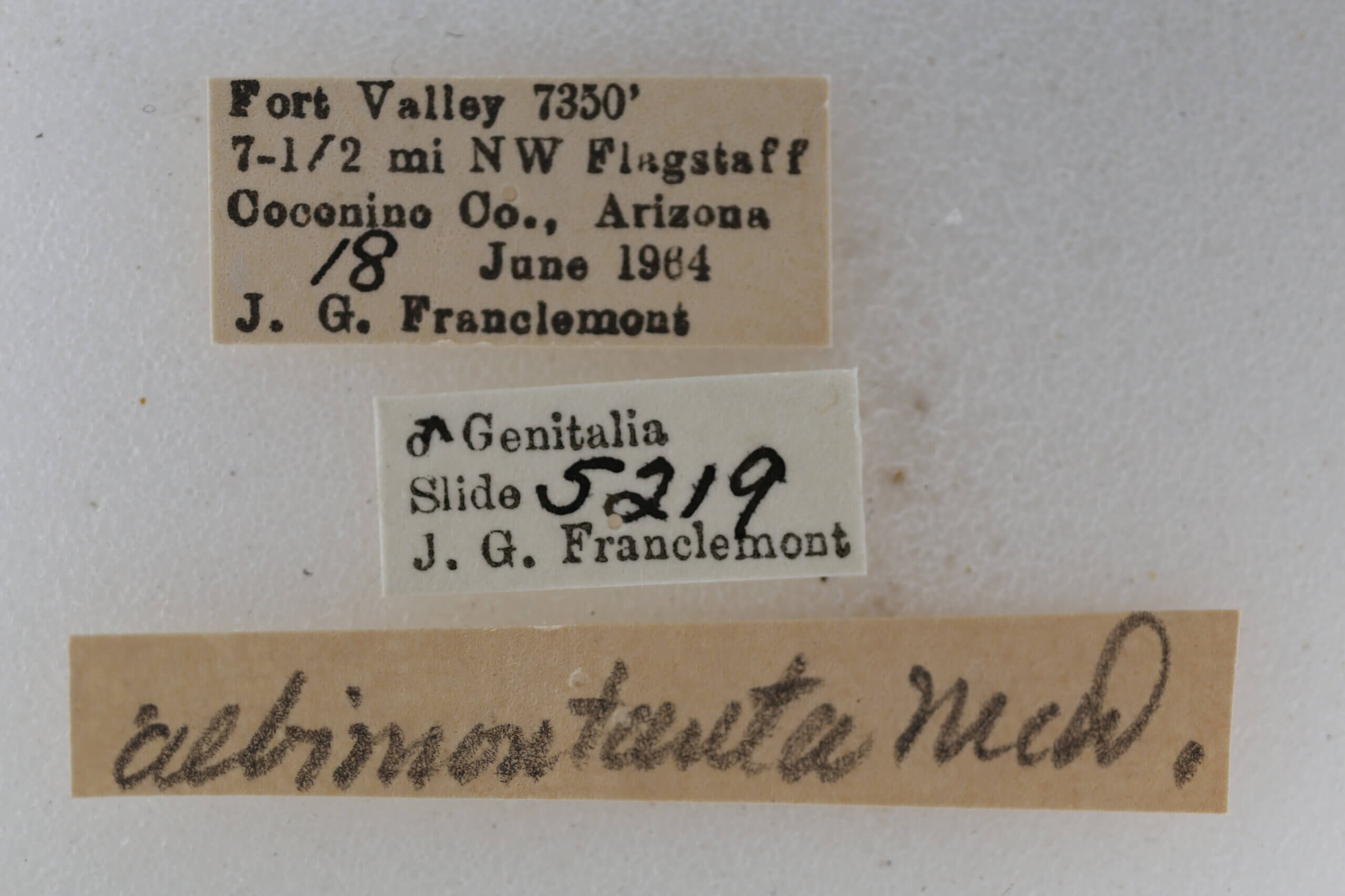 label view of adult Eupithecia albimontanata