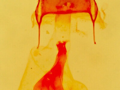 genitalia view of adult Eupithecia albimontanata