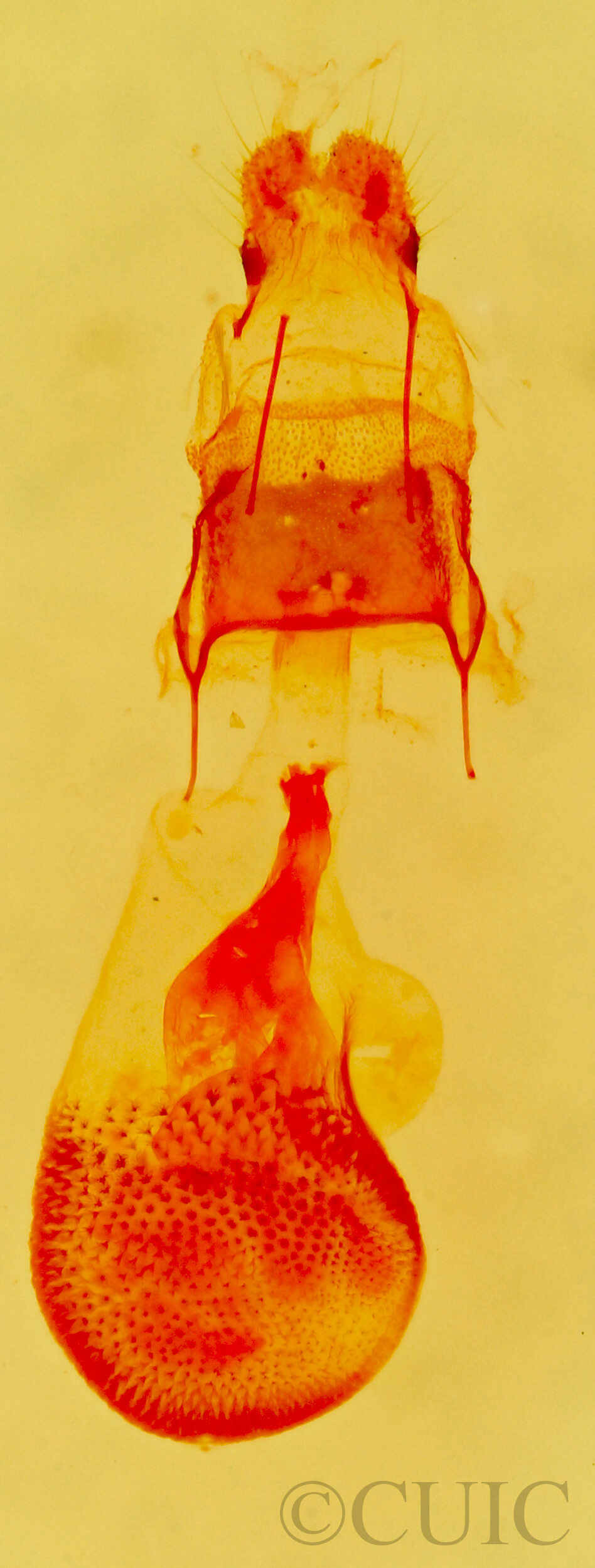 genitalia view of adult Eupithecia albimontanata