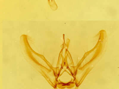 genitalia view of adult Eupithecia ornata