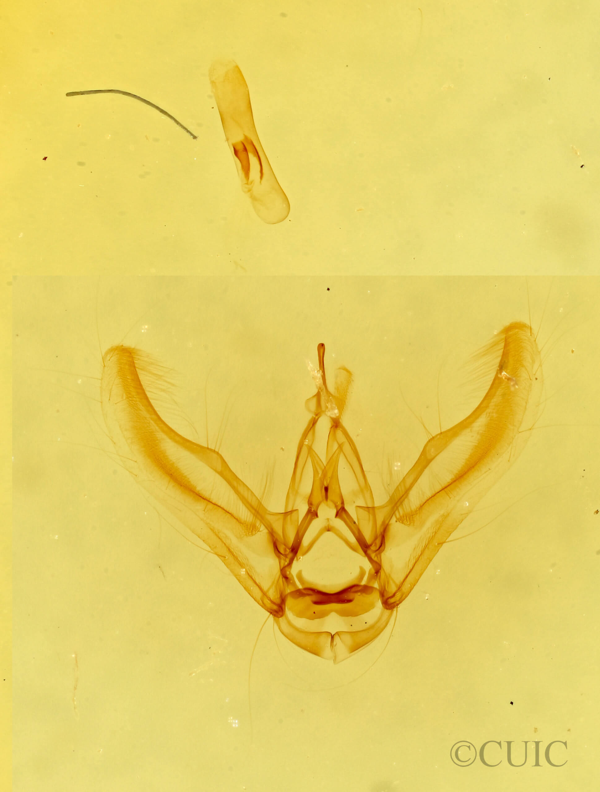 genitalia view of adult Eupithecia ornata