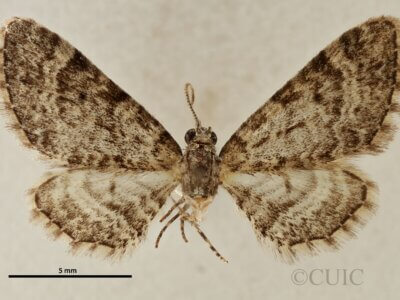 dorsal view of adult Eupithecia ornata