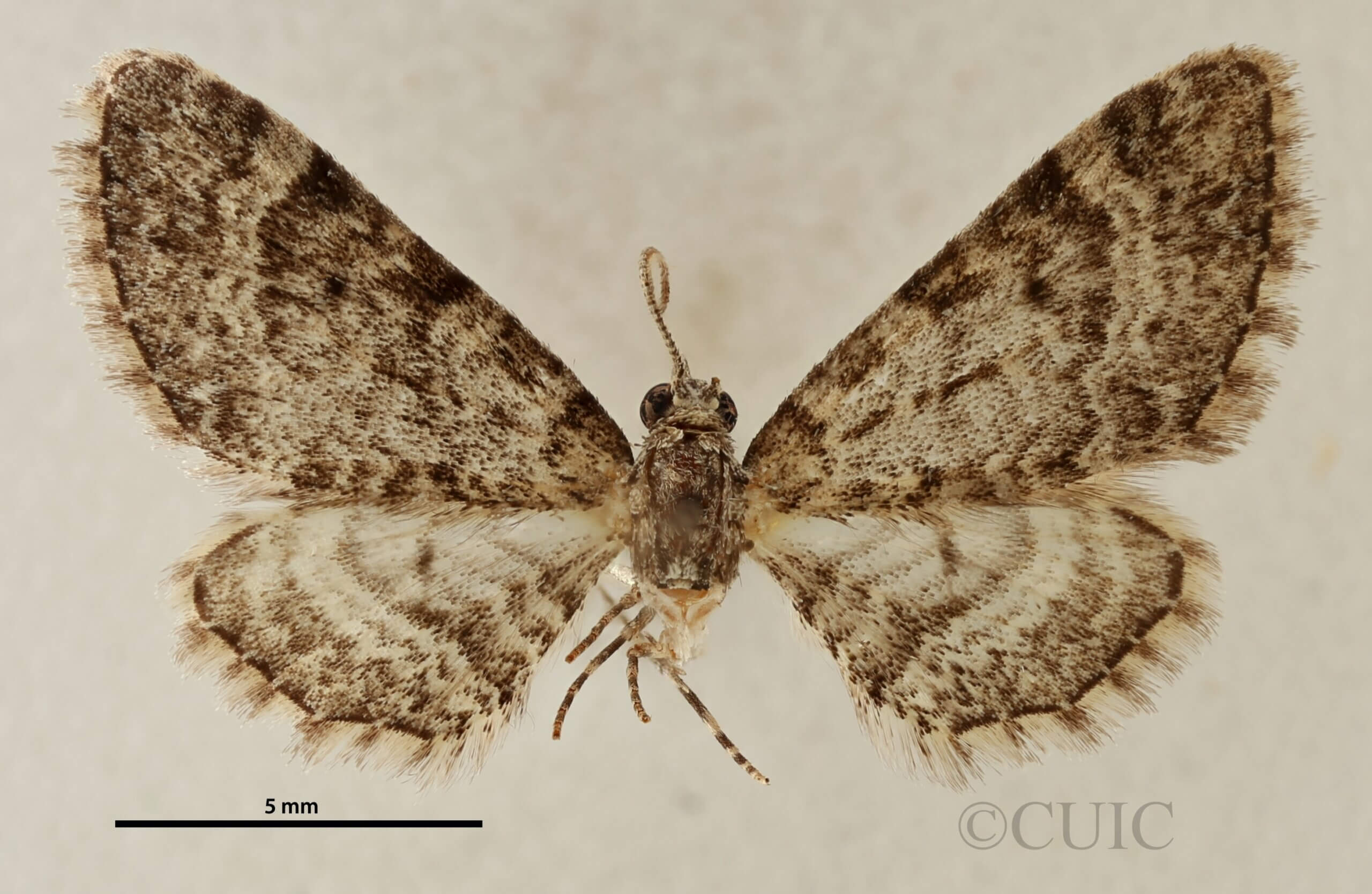 dorsal view of adult Eupithecia ornata