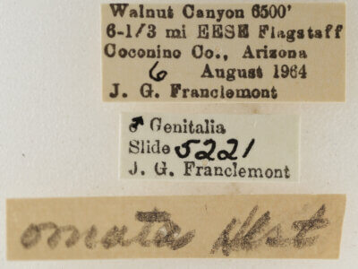 label view of adult Eupithecia ornata