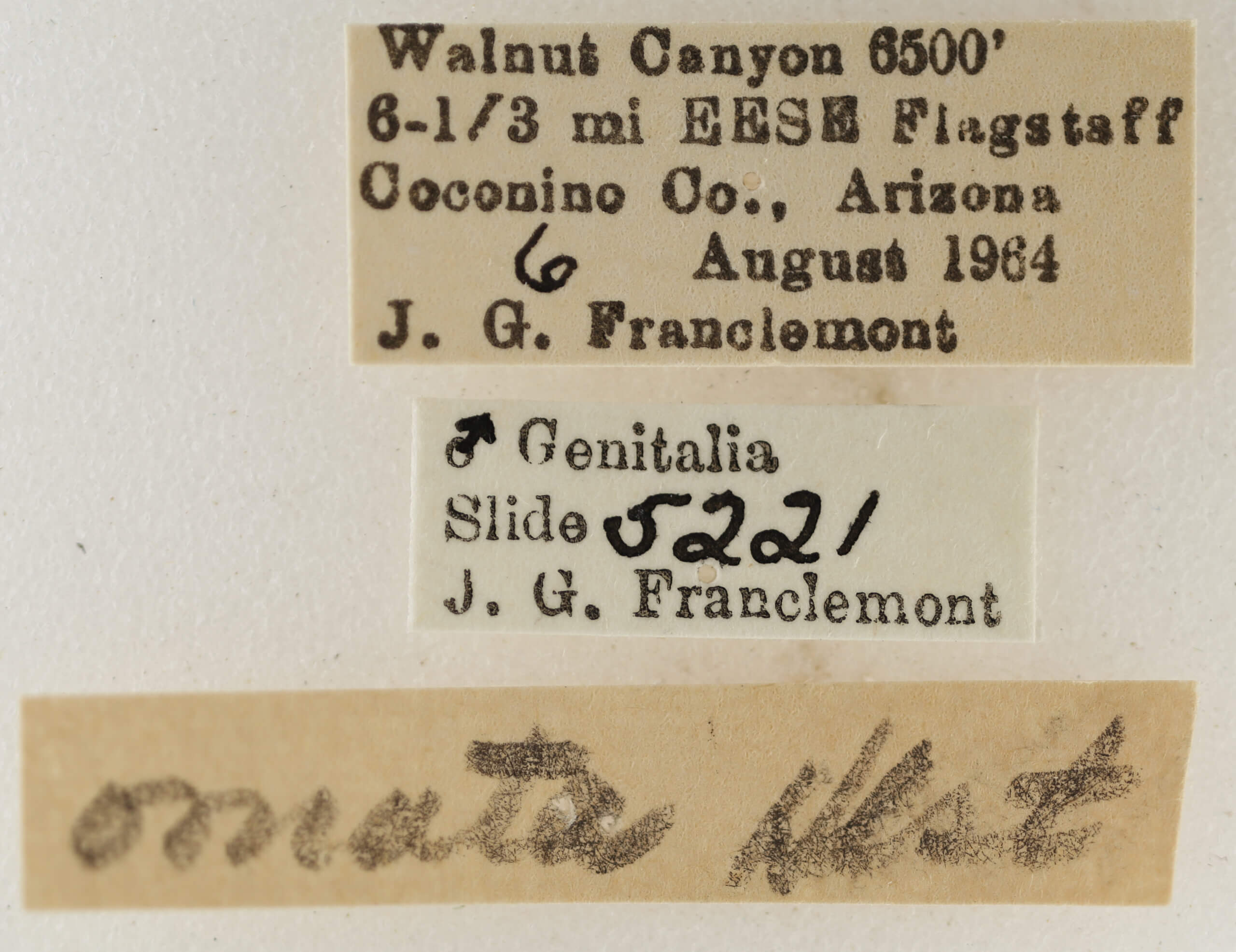 label view of adult Eupithecia ornata