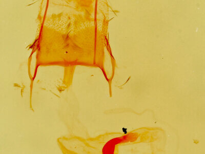 genitalia view of adult Eupithecia ornata