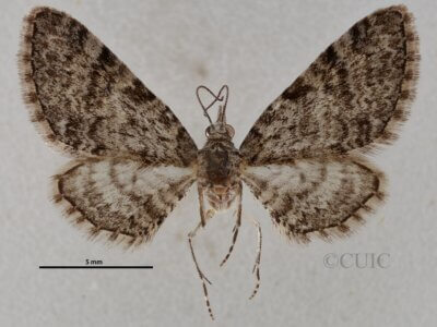 dorsal view of adult Eupithecia ornata