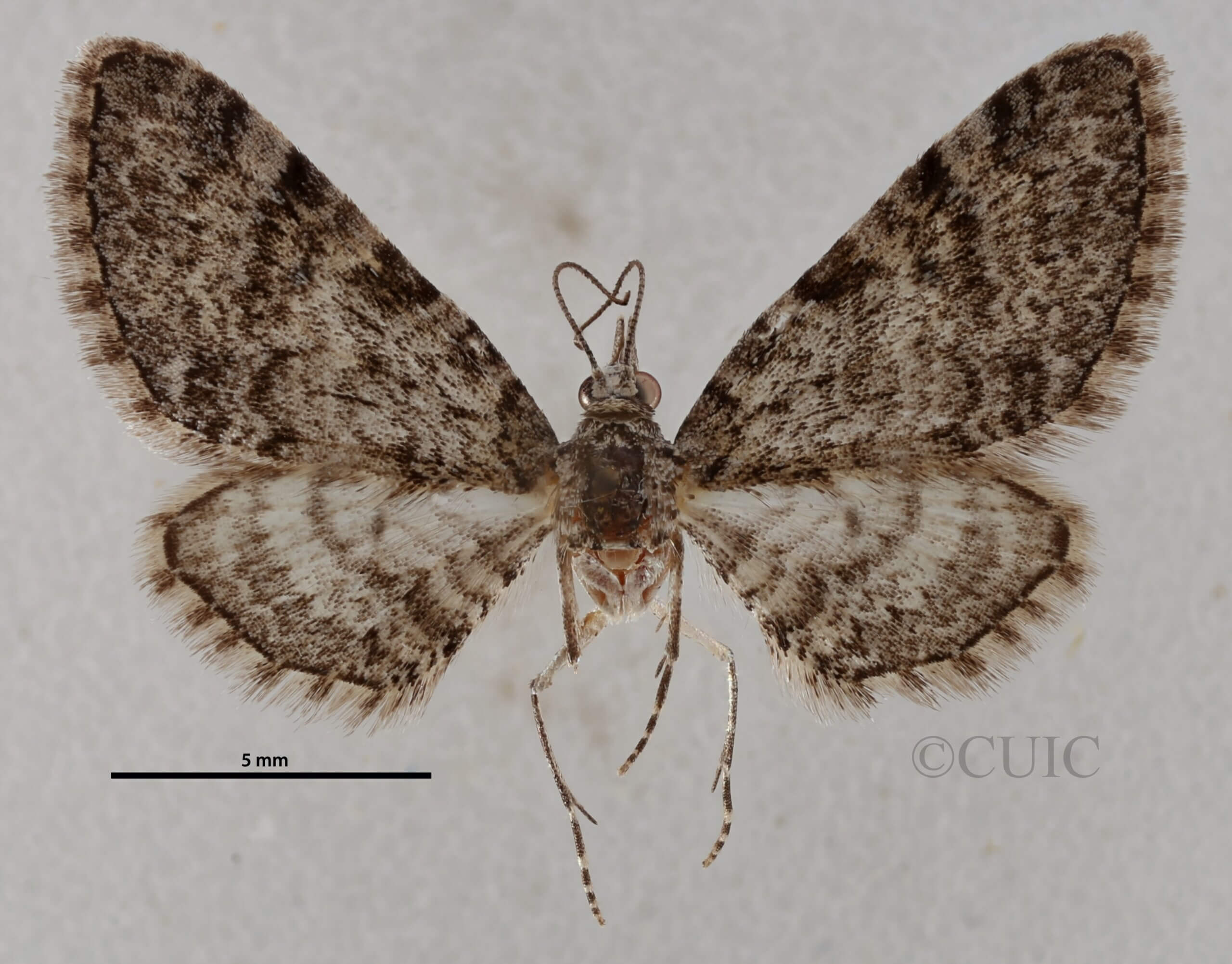 dorsal view of adult Eupithecia ornata