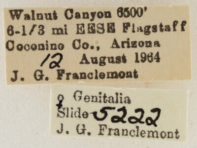 label view of adult Eupithecia ornata