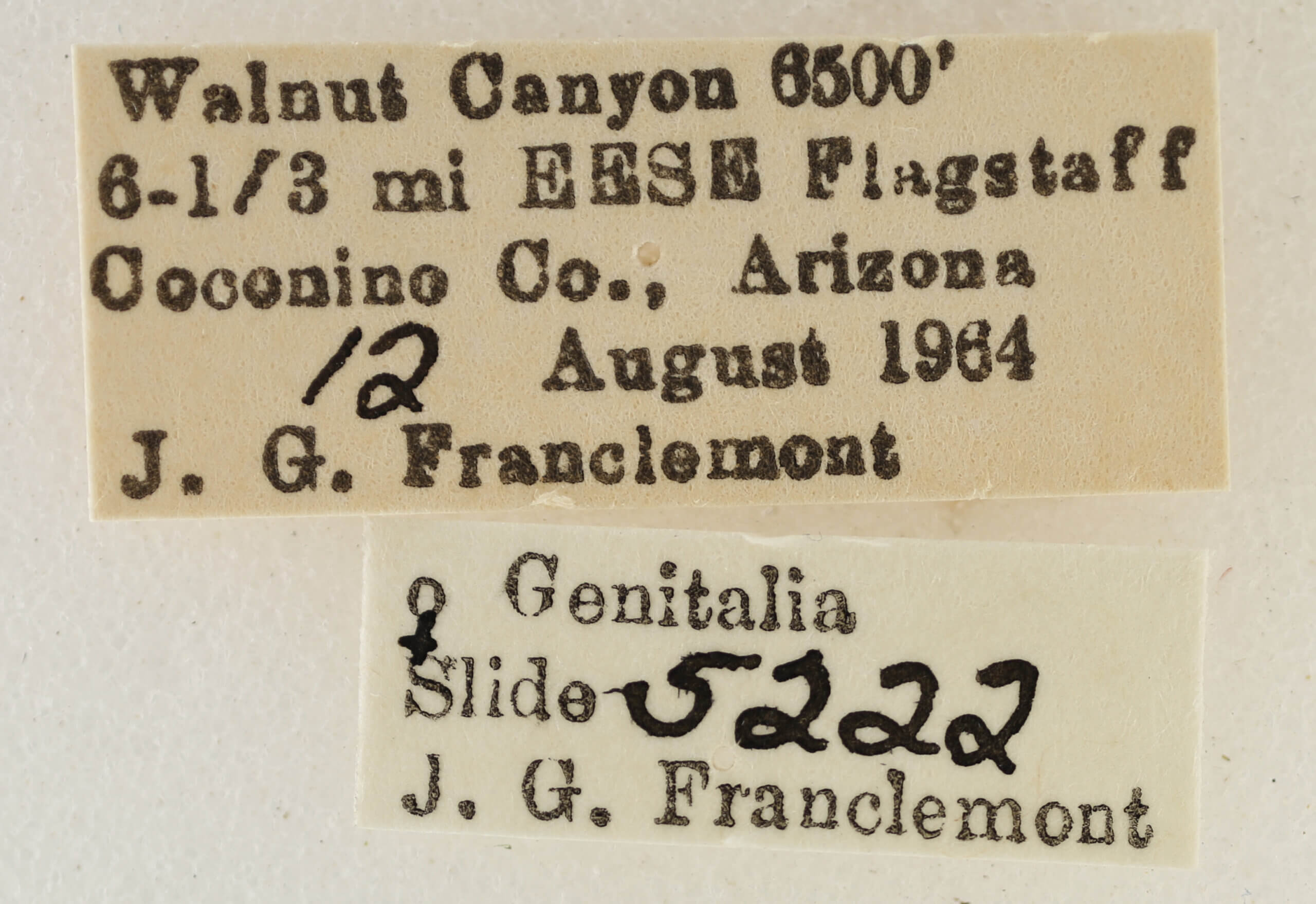 label view of adult Eupithecia ornata