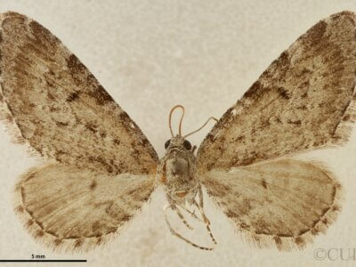 dorsal view of adult Eupithecia nimbosa
