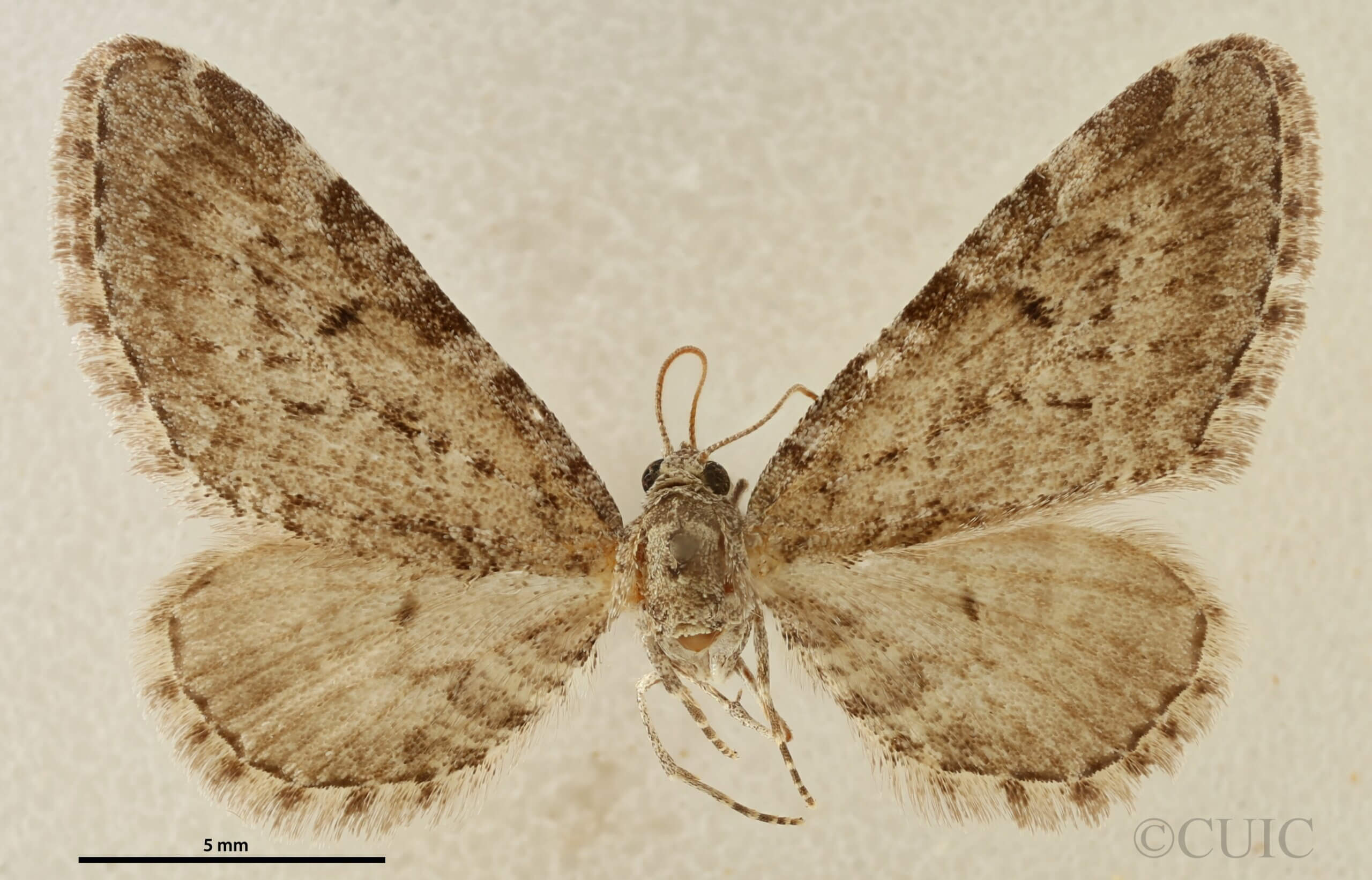 dorsal view of adult Eupithecia nimbosa