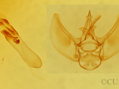 genitalia view of adult Eupithecia nimbosa