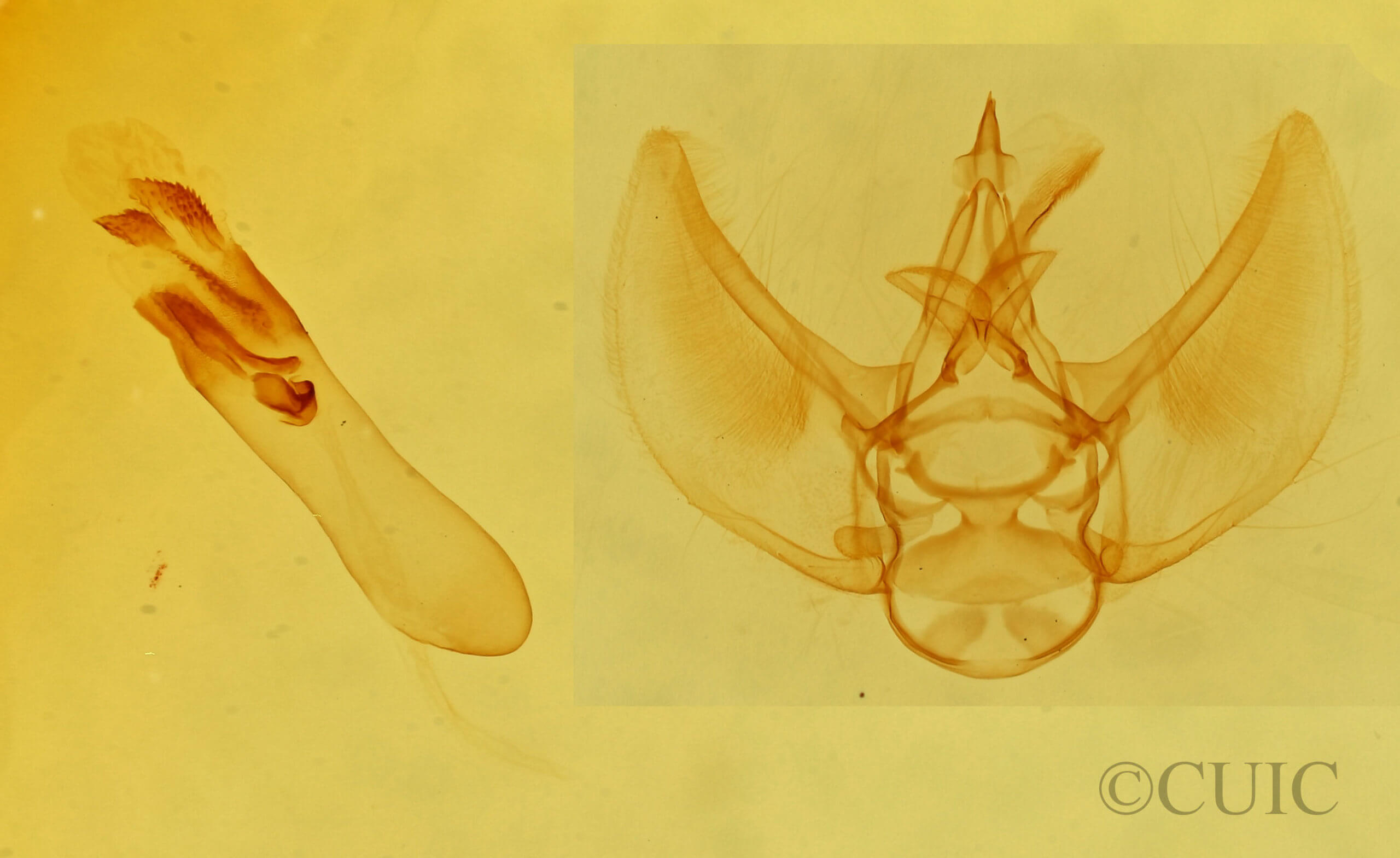 genitalia view of adult Eupithecia nimbosa