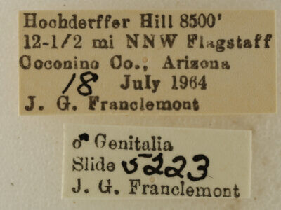 label view of adult Eupithecia nimbosa