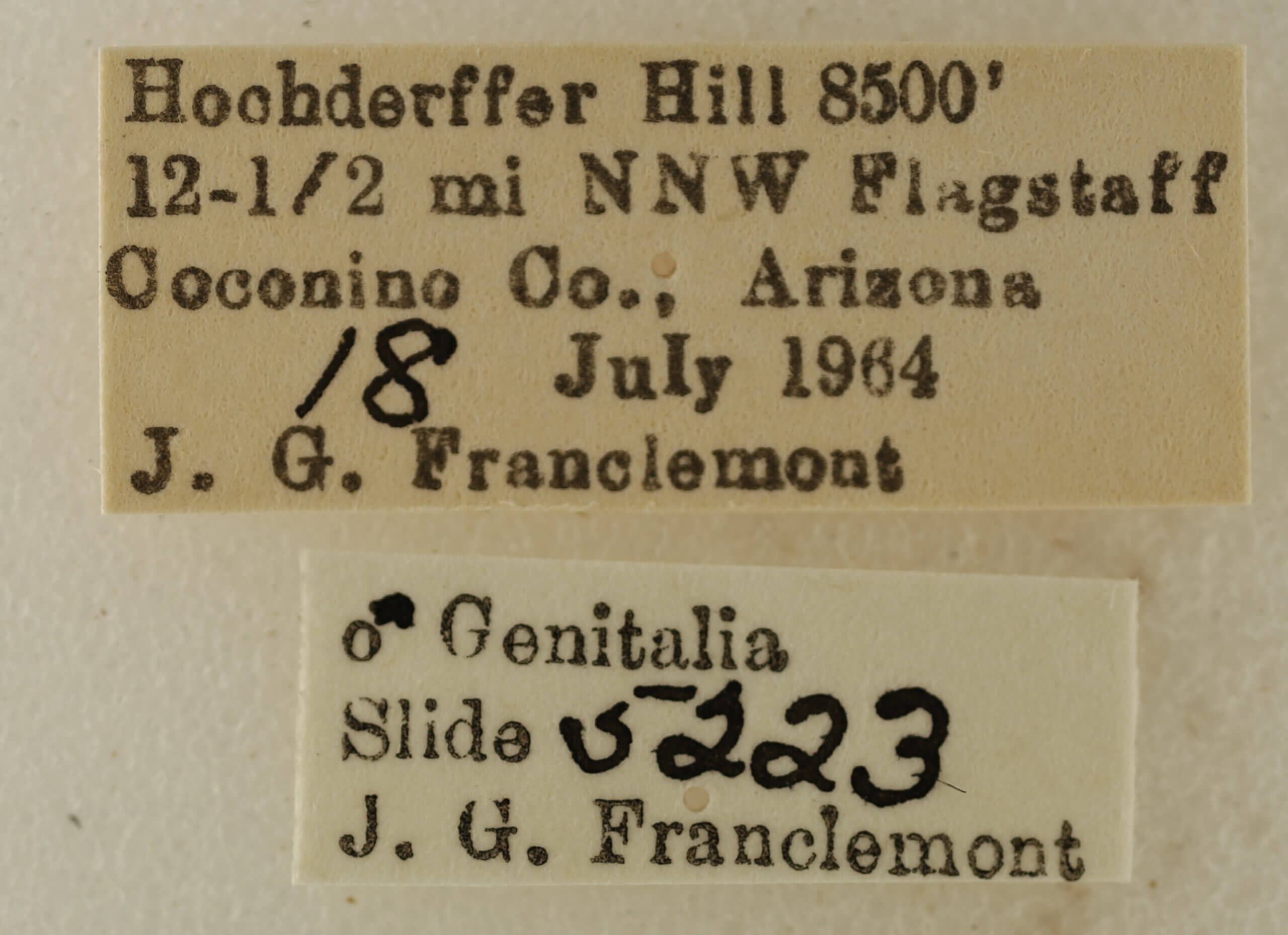 label view of adult Eupithecia nimbosa