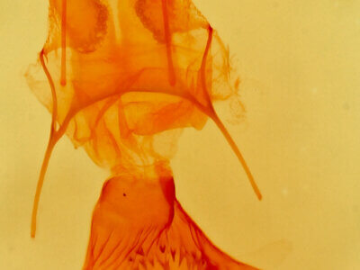 genitalia view of adult Eupithecia nimbosa