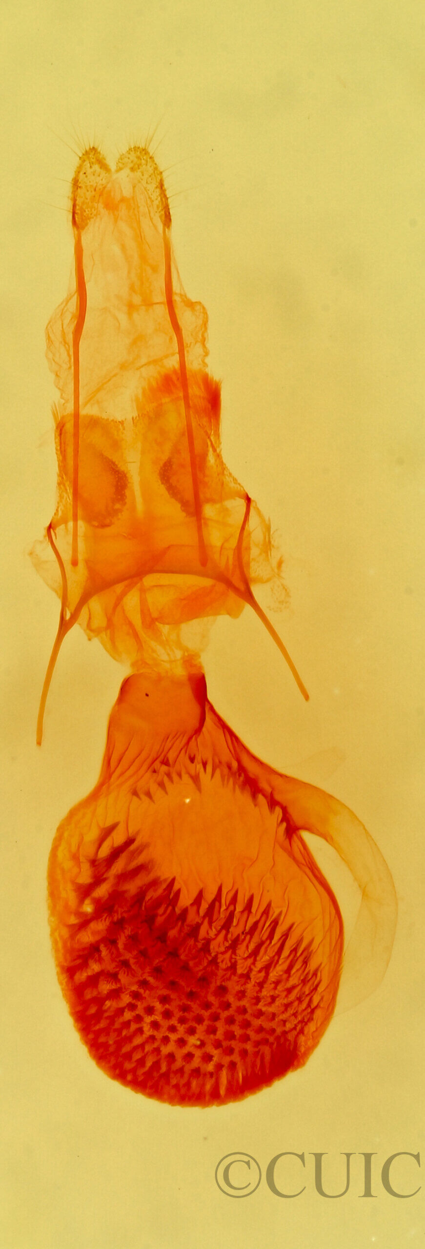 genitalia view of adult Eupithecia nimbosa