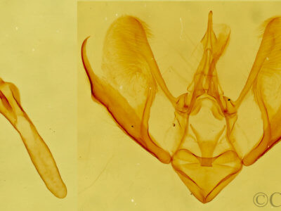 genitalia view of adult Eupithecia sinuata