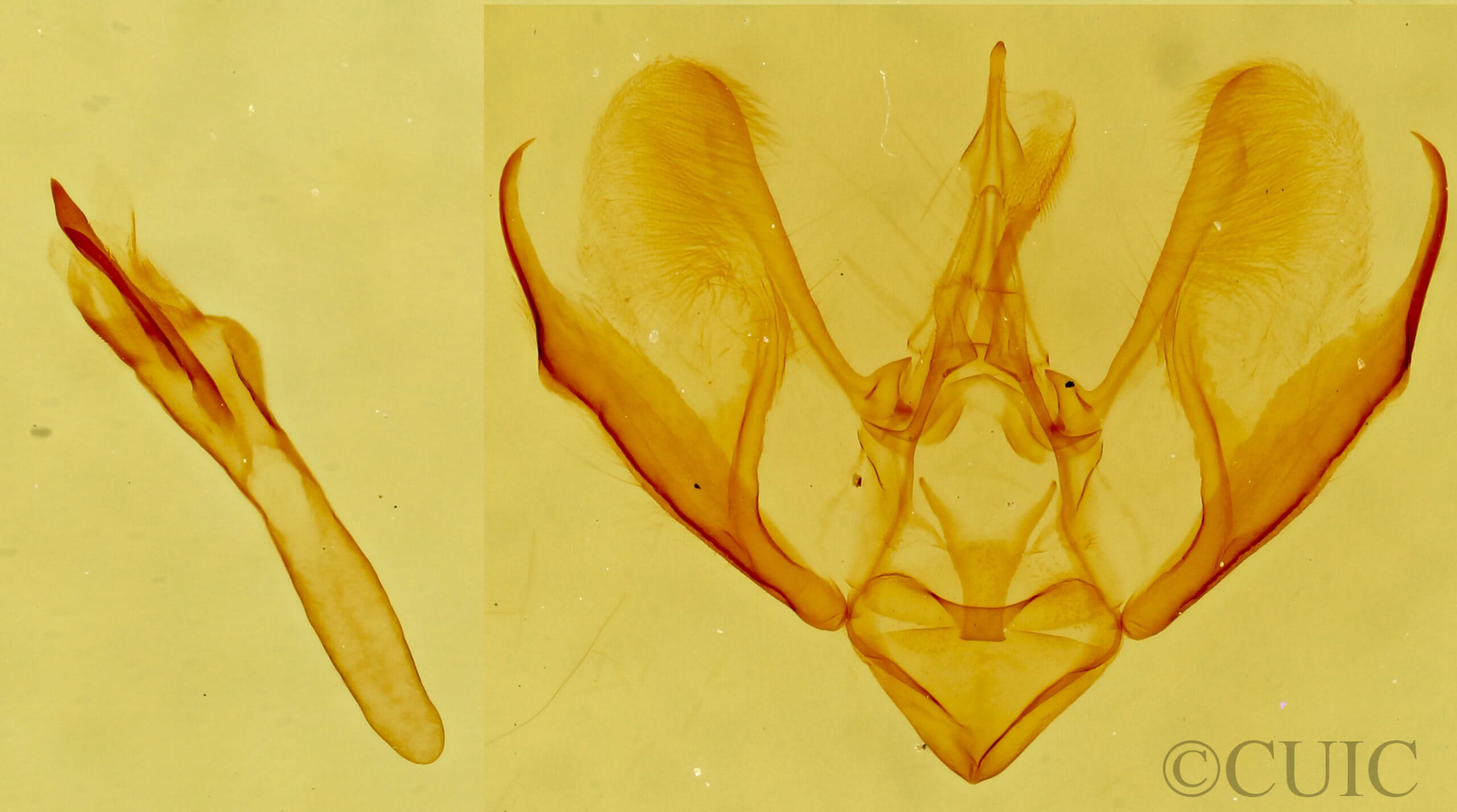 genitalia view of adult Eupithecia sinuata