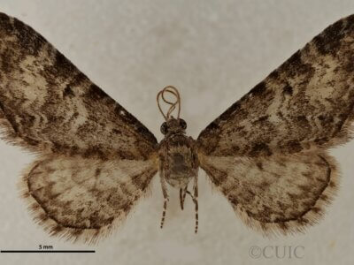 dorsal view of adult Eupithecia sinuata