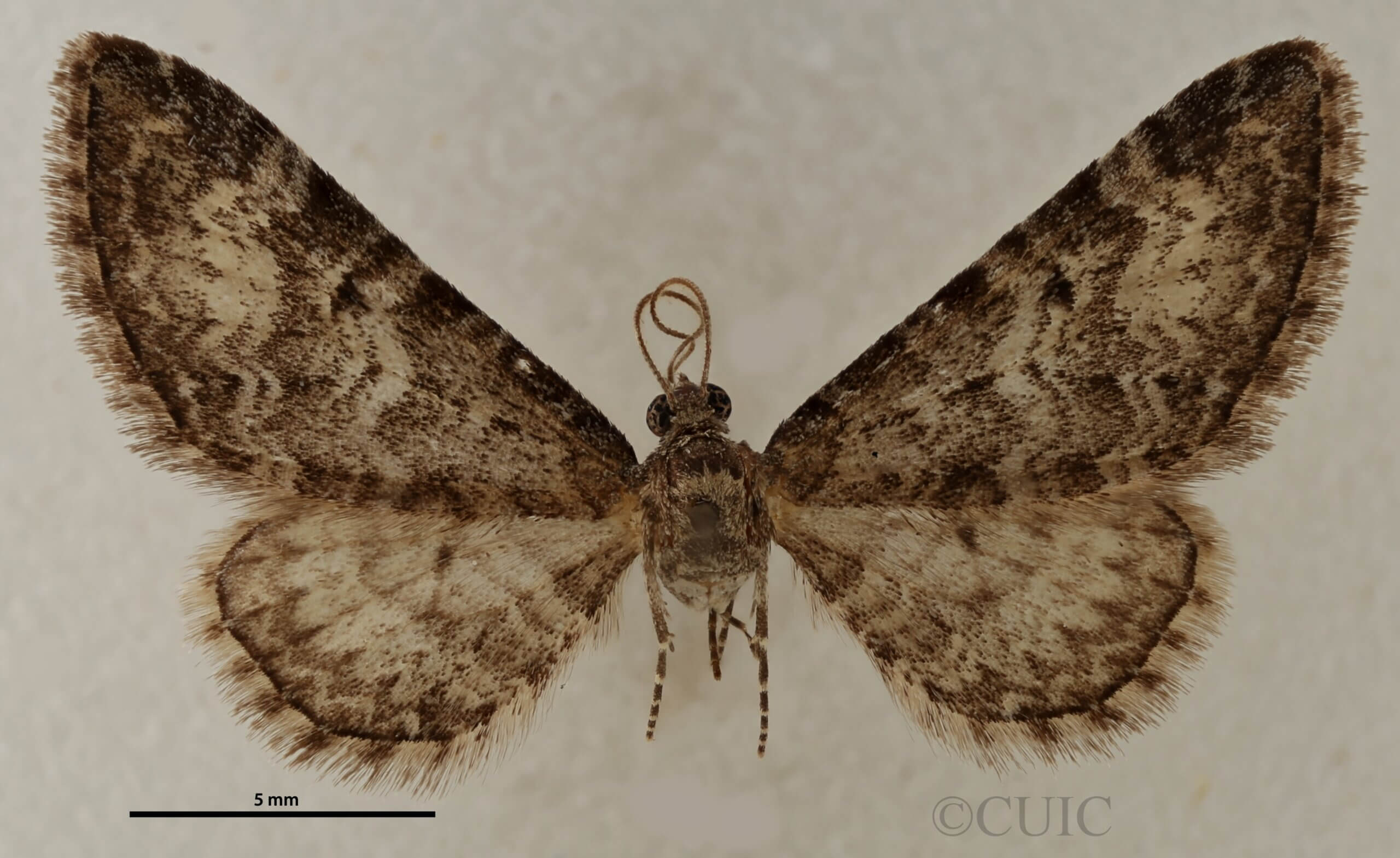 dorsal view of adult Eupithecia sinuata