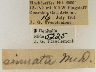 label view of adult Eupithecia sinuata