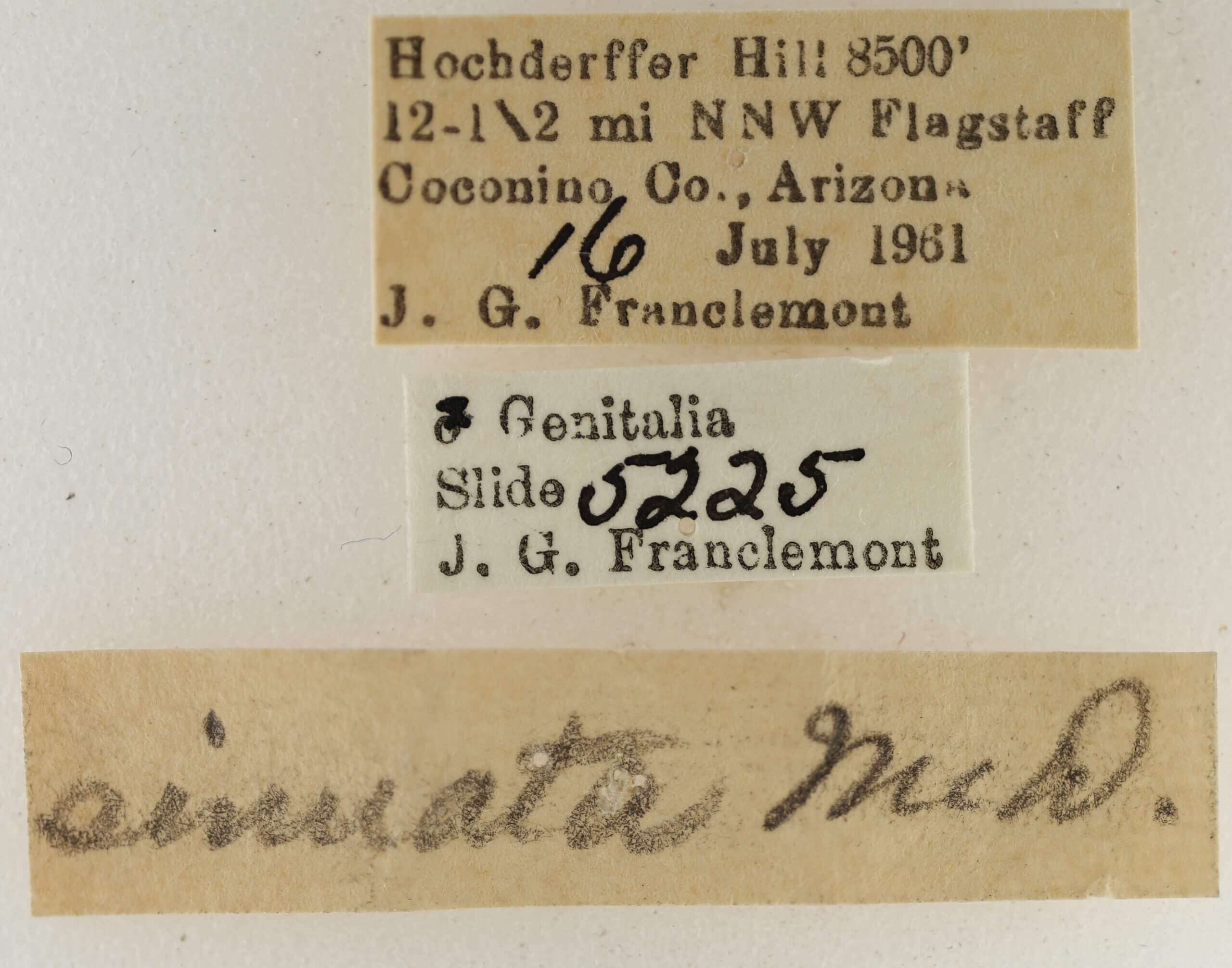 label view of adult Eupithecia sinuata