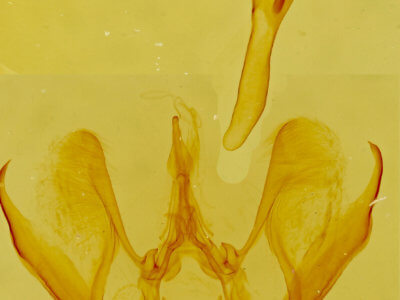 genitalia view of adult Eupithecia sinuata
