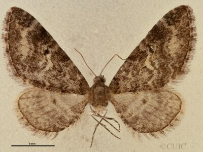 dorsal view of adult Eupithecia sinuata