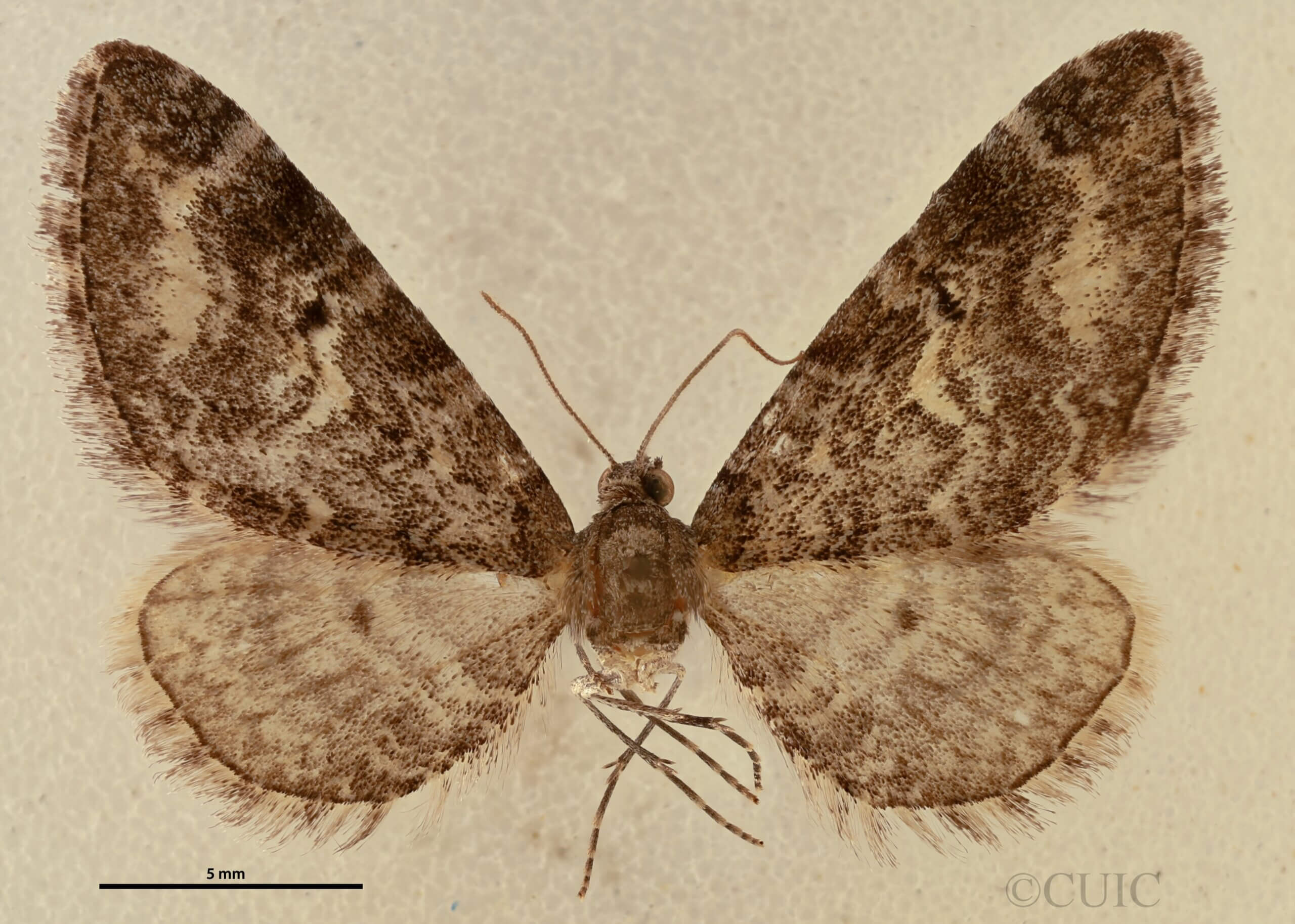 dorsal view of adult Eupithecia sinuata